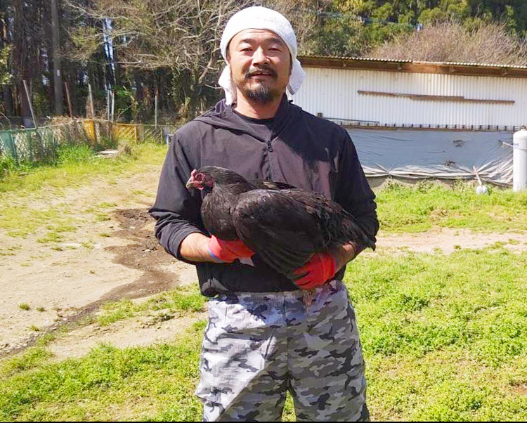 鶏素材